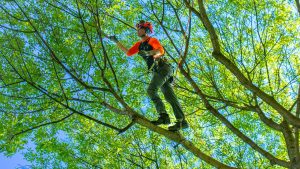 arborist climber pruning in canopy 3